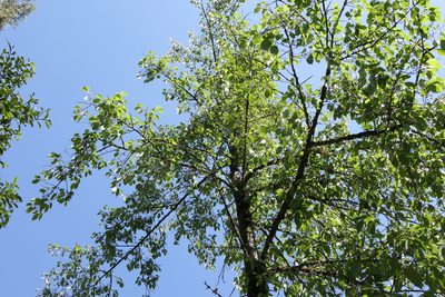 Prunus cerasoides, photographed by Dinesh Valke