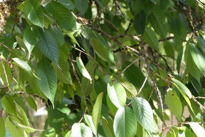 Prunus cerasoides, photographed by Dinesh Valke
