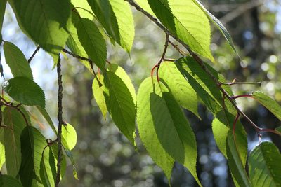 Prunus cerasoides, photographed by Dinesh Valke