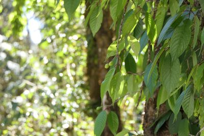 Prunus cerasoides, photographed by Dinesh Valke
