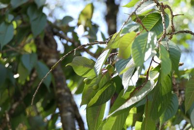 Prunus cerasoides, photographed by Dinesh Valke