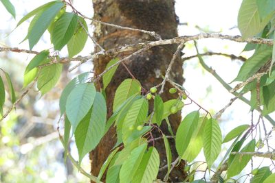 Prunus cerasoides, photographed by Dinesh Valke