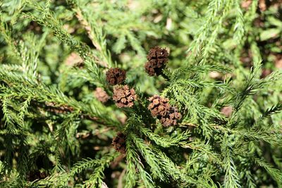 Cryptomeria japonica, photographed by Dinesh Valke