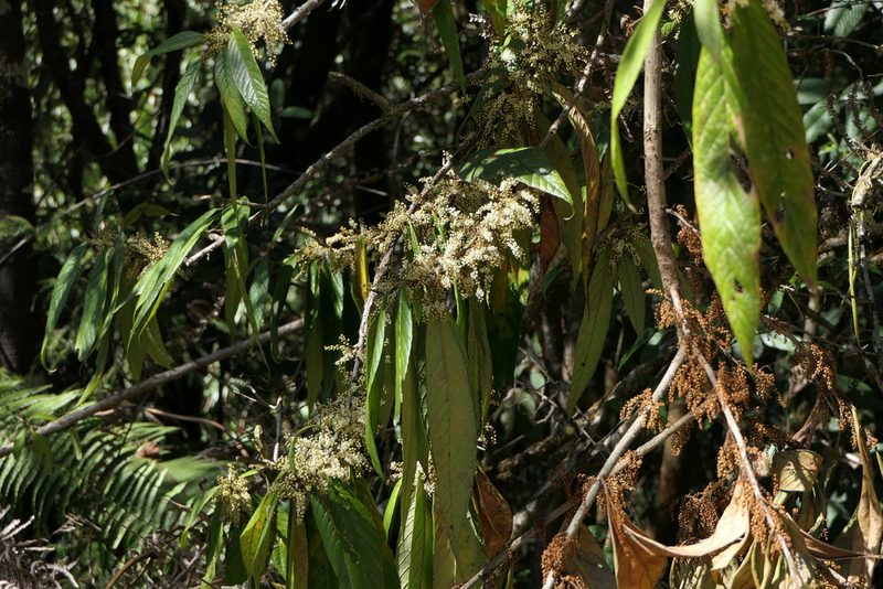 Maesa indica, photographed by Dinesh Valke