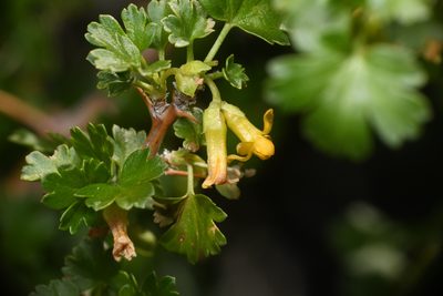 Ribes quercetorum, photographed by Trevor Van Loon
