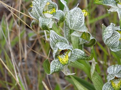 Chloraea magellanica, photographed by Mike Slater