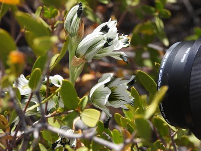 Chloraea bletioides, photographed by Mike Slater
