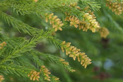 Cryptomeria japonica, photographed by Dinesh Valke