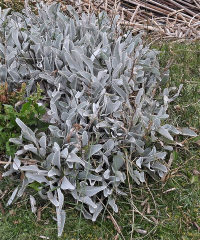 Senecio gilliesii, photographed by Hugo Hulsberg