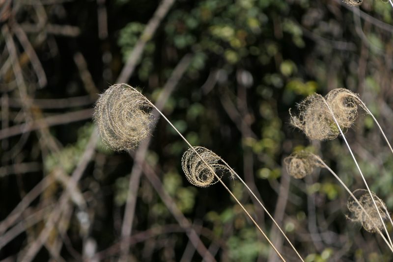 Miscanthus nepalensis, photographed by Dinesh Valke