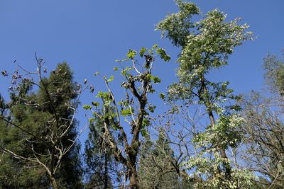 Brassaiopsis mitis, photographed by Dinesh Valke