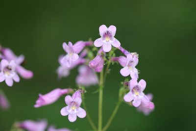 Penstemon tenuis, photographed by Andy Jordan