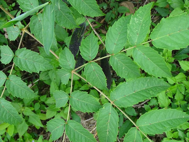Aralia decaisneana, photographed by 雲一百香果