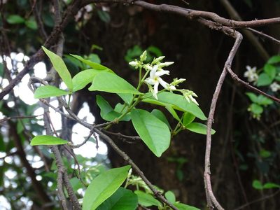 Trachelospermum jasminoides, photographed by 雲一百香果