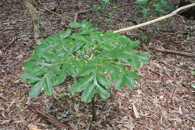 Amorphophallus paeoniifolius