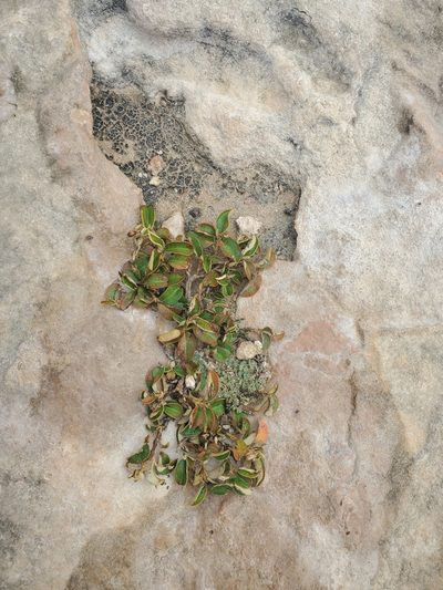 Croton discolor, photographed by Bennett Grappone