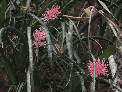 Aechmea purpureorosea, photographed by Diogo Luiz