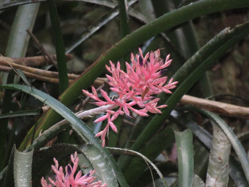 Aechmea purpureorosea, photographed by Diogo Luiz