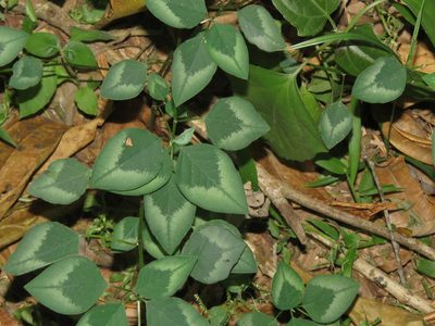 Euphorbia graminea, photographed by Diogo Luiz