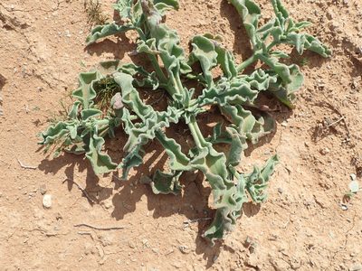 Mesembryanthemum guerichianum, photographed by Peter Warren