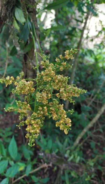 Gomesa paranensoides, photographed by Johann Macedo