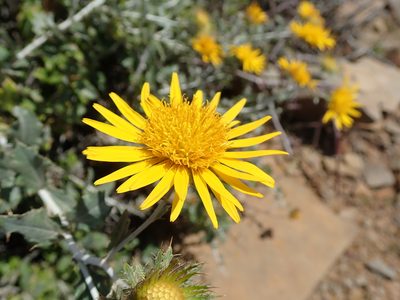 Berkheya fruticosa, photographed by Peter Warren