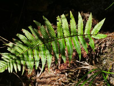 Dryopteris wallichiana, photographed by Jacy Chen