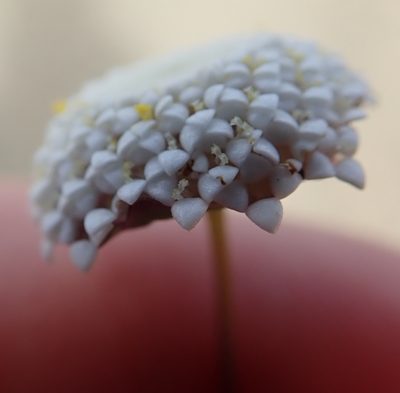 Cotula nudicaulis, photographed by Peter Warren