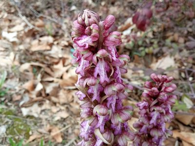 Himantoglossum robertianum, photographed by Josep Gesti