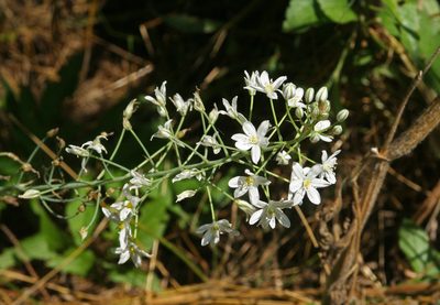 Loncomelos ponticus, photographed by Oleg Kosterin