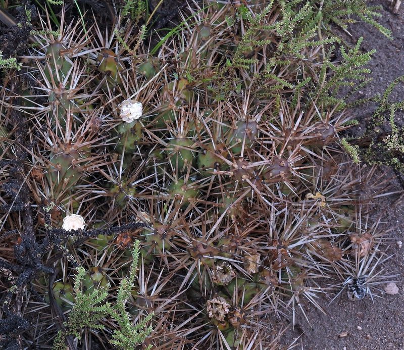 Maihueniopsis darwinii, photographed by Hugo Hulsberg