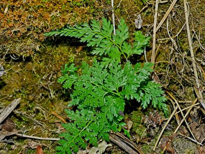 Onychium lucidum, photographed by Jacy Chen