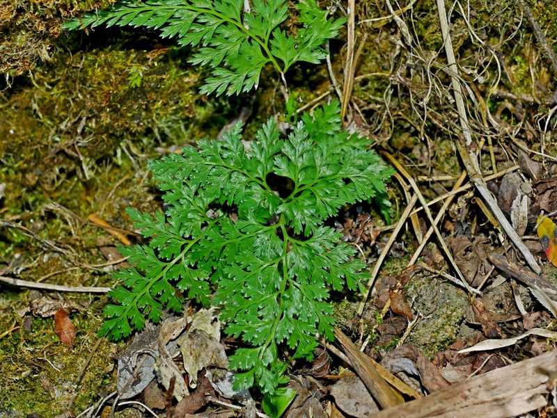 Onychium lucidum, photographed by Jacy Chen