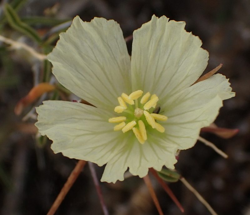 Sarcocaulon camdeboense, photographed by Nicola van Berkel