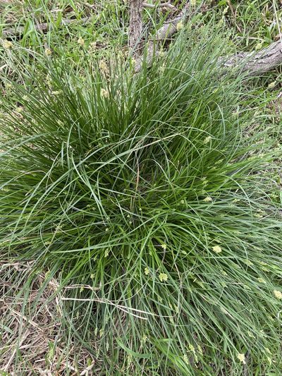 Carex planostachys, photographed by Gary Rogers
