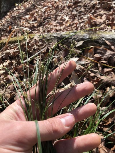 Carex nigromarginata, photographed by John Kees