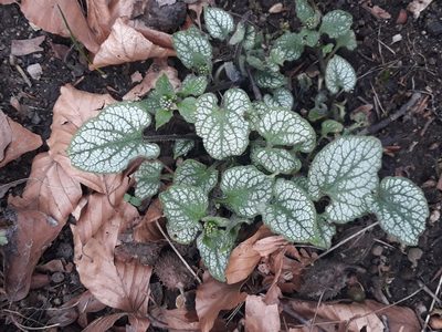Brunnera macrophylla, photographed by Karim Haddad