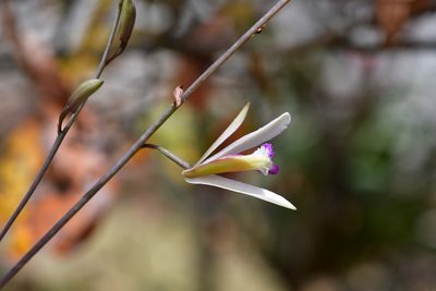 Bletia parkinsonii, photographed by Neptalí Ramírez Marcial