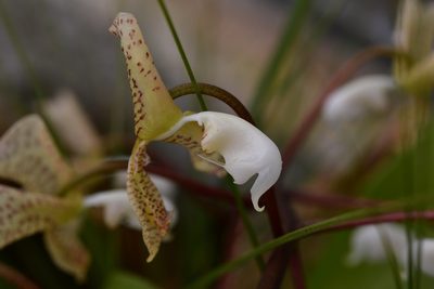 Gongora truncata, photographed by Neptalí Ramírez Marcial