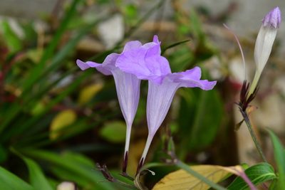 Ruellia breedlovei, photographed by Neptalí Ramírez Marcial