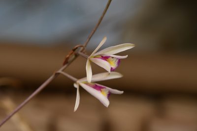 Bletia parkinsonii, photographed by Neptalí Ramírez Marcial