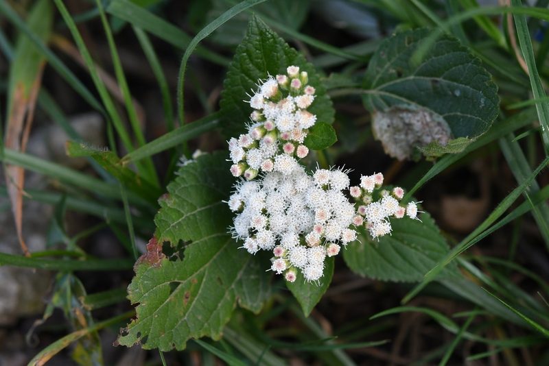 Ageratina vernalis, photographed by Neptalí Ramírez Marcial