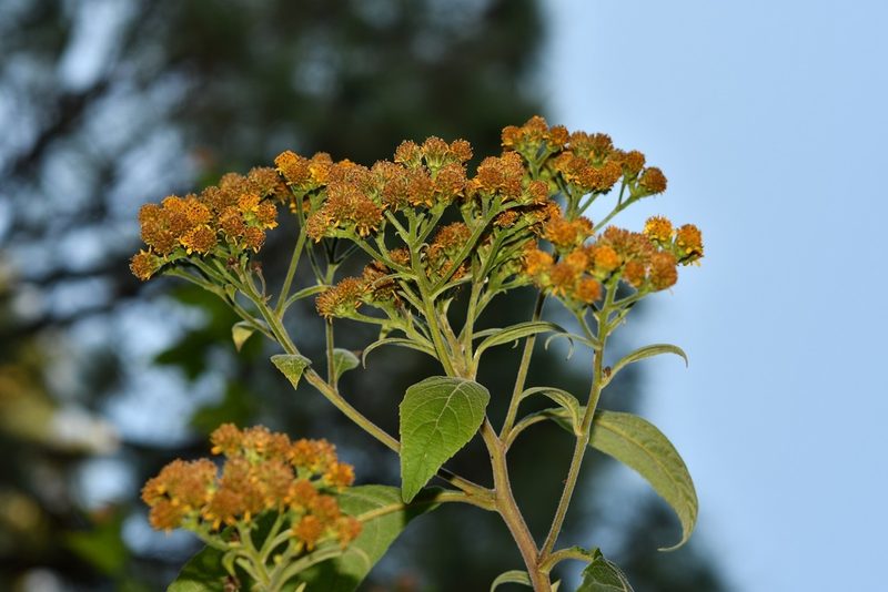 Verbesina pleistocephala, photographed by Neptalí Ramírez Marcial