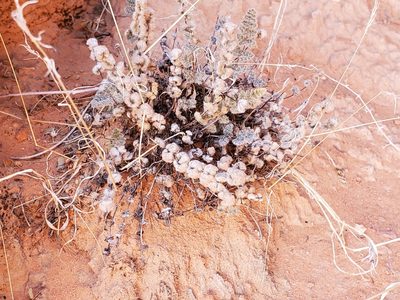 Myriopteris parryi, photographed by Craig Martin