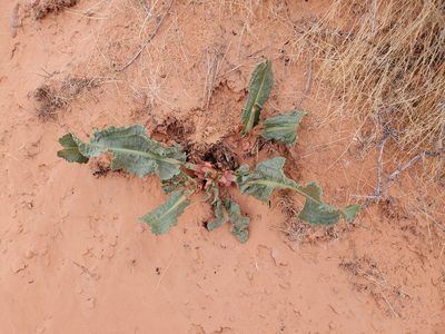 Rumex hymenosepalus, photographed by Craig Martin