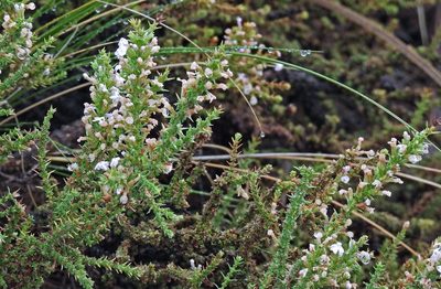 Junellia seriphioides, photographed by Hugo Hulsberg