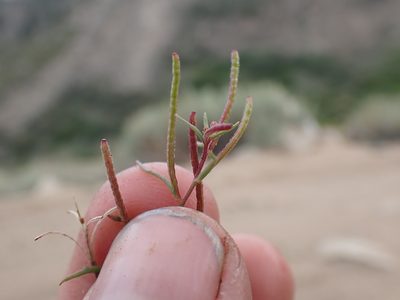 Camissonia pusilla, photographed by Martin Purdy