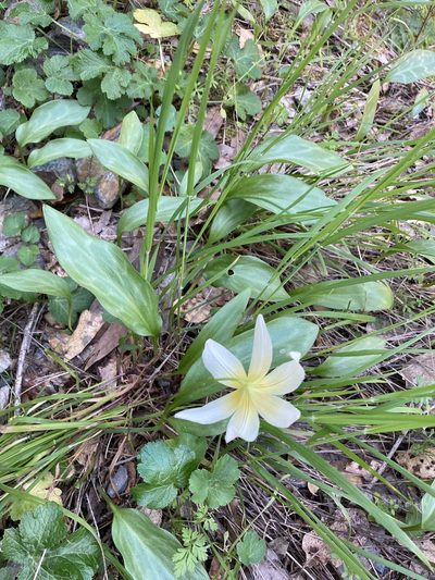Erythronium multiscapideum, photographed by Erica Krimmel