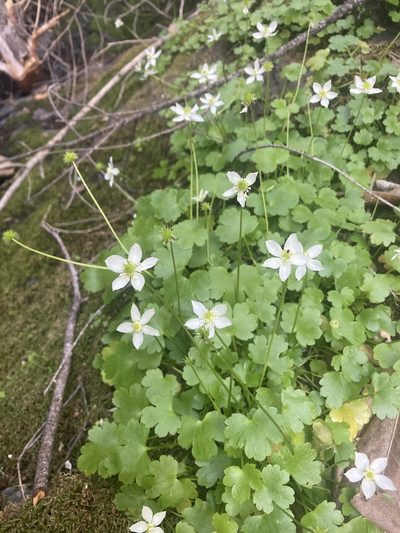 Ranunculus hystriculus, photographed by Erica Krimmel