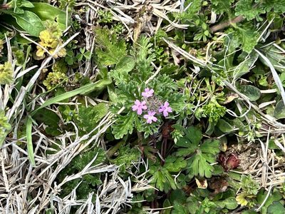 Verbena pumila, photographed by Sue Ann Kendall
